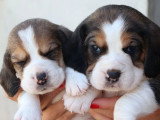 8 chiots Beagle LOF nés en mai 2026 à vendre