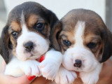 8 chiots Beagle LOF nés en mai 2026 à vendre