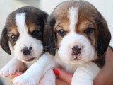 8 chiots Beagle LOF nés en mai 2026 à vendre