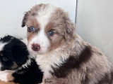 6 chiots Berger Américain Miniature LOF nés en mai 2026 à réserver