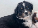 6 chiots Berger Américain Miniature LOF nés en mai 2026 à réserver