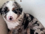 6 chiots Berger Américain Miniature LOF nés en mai 2026 à réserver