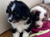 6 chiots Berger Américain Miniature LOF nés en mai 2026 à réserver