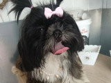Chienne Shih Tzu non LOF à vendre femelle née en août 2024