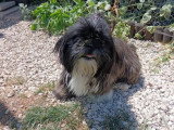 Chienne Shih Tzu non LOF à vendre femelle née en août 2024