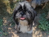 Chienne Shih Tzu non LOF à vendre femelle née en août 2024