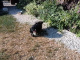 Chienne Shih Tzu non LOF à vendre femelle née en août 2024