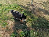 Chienne Shih Tzu non LOF à vendre femelle née en août 2024