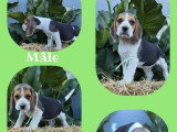 5 chiots Beagle non LOF nés en avril 2026 à vendre