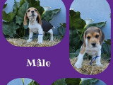5 chiots Beagle non LOF nés en avril 2026 à vendre