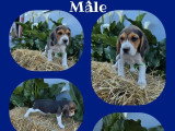 5 chiots Beagle non LOF nés en avril 2026 à vendre