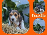 5 chiots Beagle non LOF nés en avril 2026 à vendre