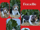 5 chiots Beagle non LOF nés en avril 2026 à vendre