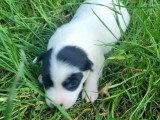 4 chiots Jack Russell non LOF de juin 2026 à réserver