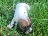 4 chiots Jack Russell non LOF de juin 2026 à réserver