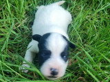4 chiots Jack Russell non LOF de juin 2026 à réserver