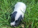4 chiots Jack Russell non LOF de juin 2026 à réserver