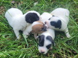 4 chiots Jack Russell non LOF de juin 2026 à réserver