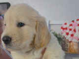 Chiots Golden Retriever à réserver