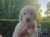 Chiots Golden Retriever à réserver