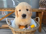Chiots Golden Retriever à réserver