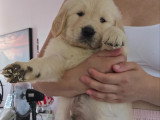 Chiots Golden Retriever à réserver