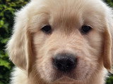 Chiots Golden Retriever à réserver