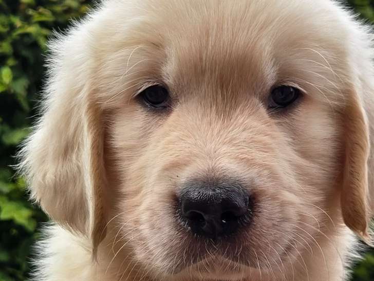 Chiots Golden Retriever disponible immédiatement