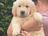 Chiots Golden Retriever disponible immédiatement