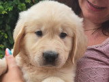 Chiots Golden Retriever disponible immédiatement