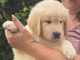 Chiots Golden Retriever disponible immédiatement