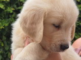 Chiots Golden Retriever disponible immédiatement