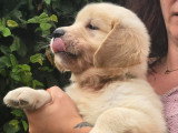 Chiots Golden Retriever disponible immédiatement