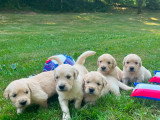 Les chiots de Toblerone 1