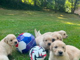 Les chiots de Toblerone2
