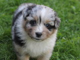 Chiots Berger Australien LOF à vendre