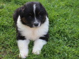 Chiots Berger Australien LOF à vendre