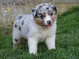 Chiots Berger Australien LOF à vendre