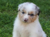 Chiots Berger Australien LOF à vendre