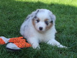 Chiots Berger Australien LOF à vendre