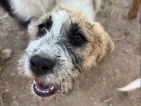 Sila, chiot femelle à adopter en association