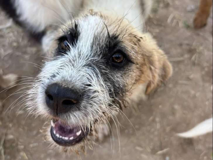 Sila, chiot femelle à adopter en association
