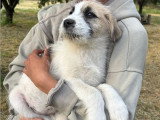 Sila, chiot femelle à adopter en association