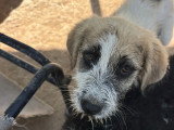 Sila, chiot femelle à adopter en association