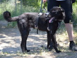 Teken, chien de 1 an doux et équilibré à adopter en association