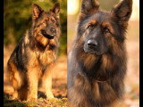 Chienne Berger Allemand LOF adulte à vendre