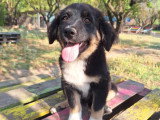 Tony, chiot à adopter en association
