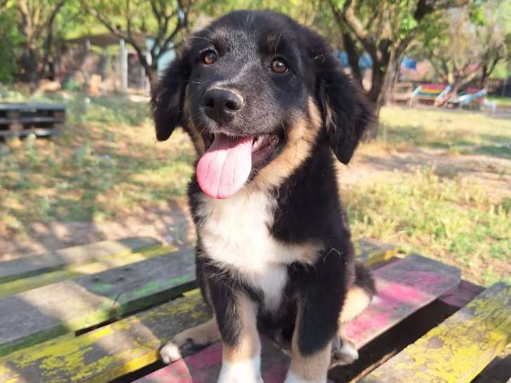 Tony, chiot à adopter en association