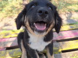Tony, chiot à adopter en association