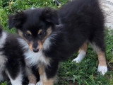 2 chiots mâles Berger des Shetland à vendre LOF n